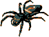 Boris the Spider